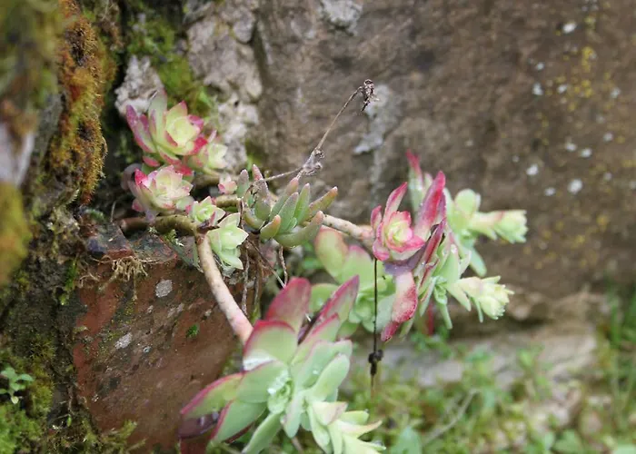 Le Antiche Pietre * Ortignano Raggiolo